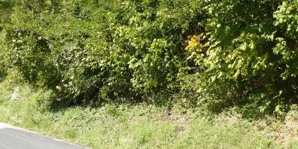 Lower Caney Valley Rd