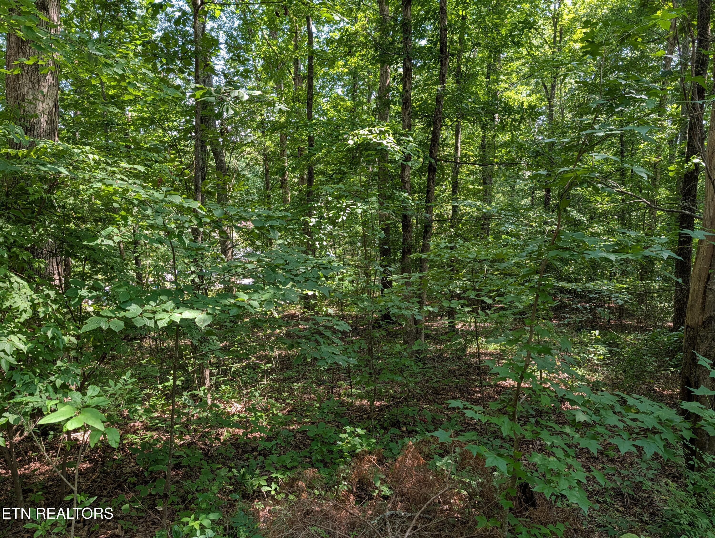 Image 1: Wooded Acreage