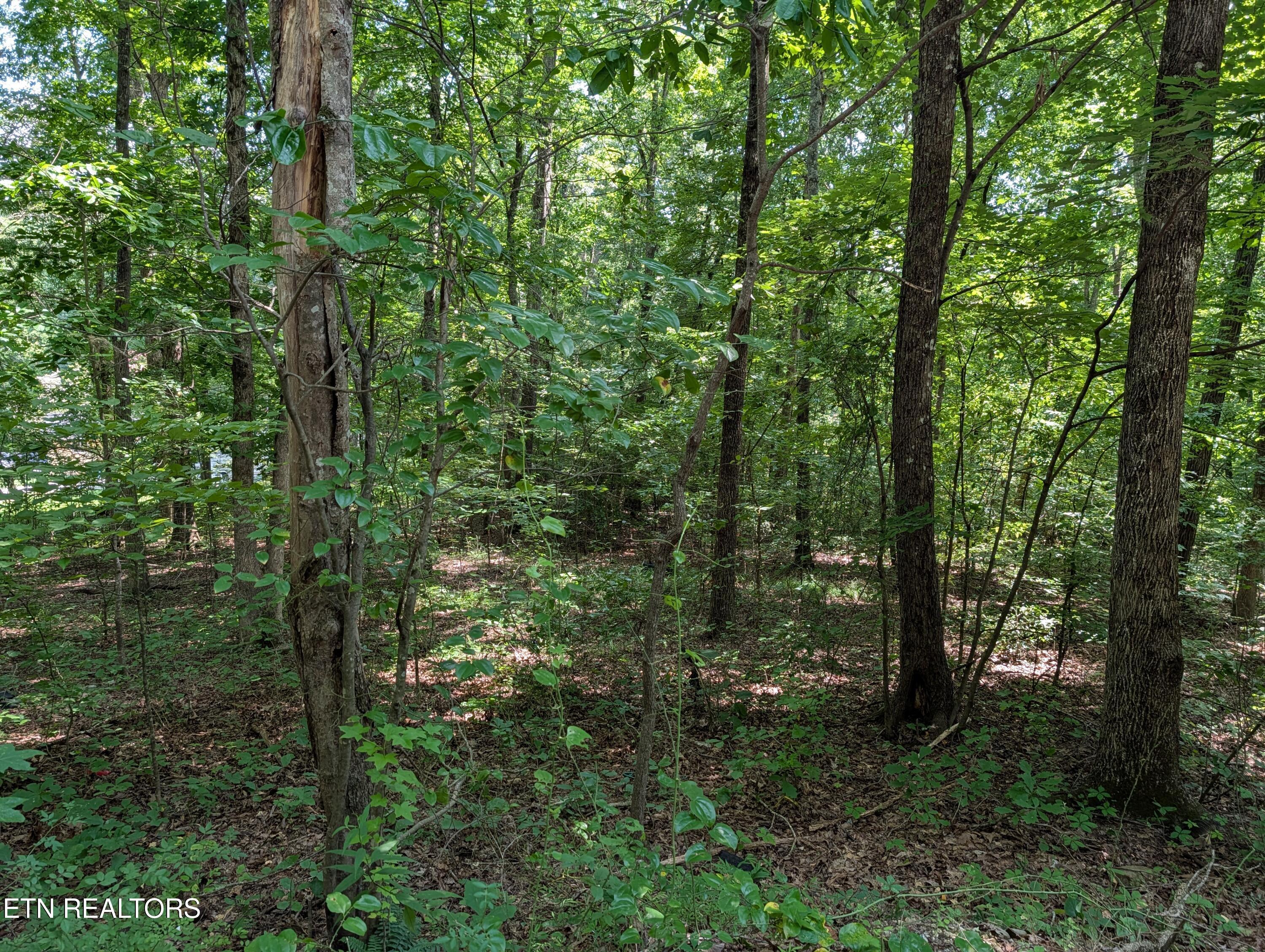 Image 2: White St. Lot