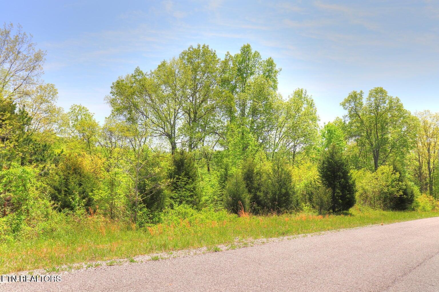 Image 1: trees