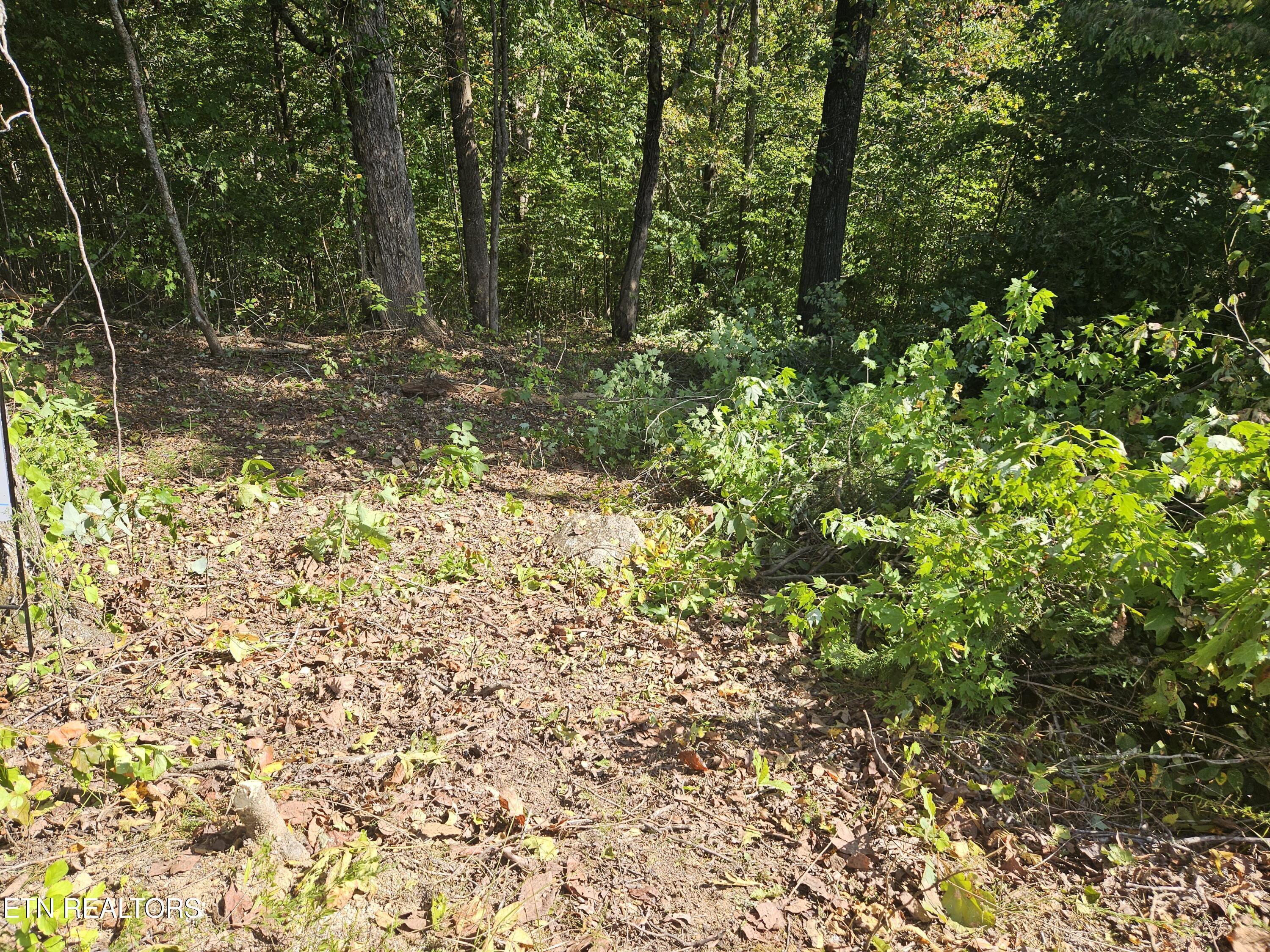 Image 3: cleared area