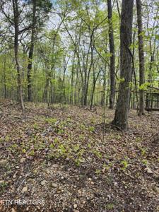 Spruce Drive