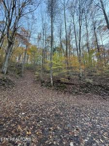 White Oak Lane