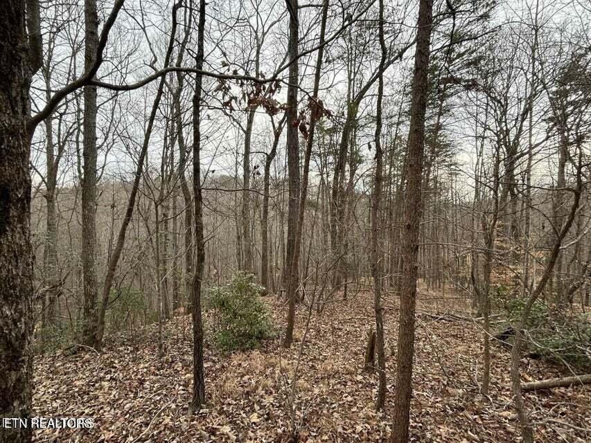 Image 1: 4 acres!