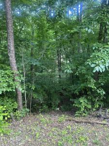 Dogwood Tr