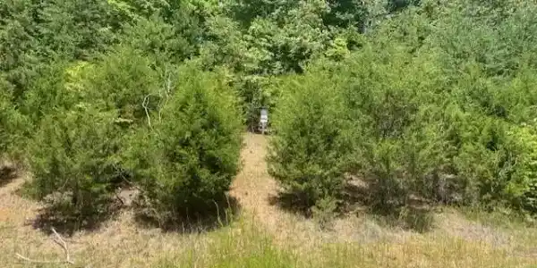 Lot 492 Citron Lane