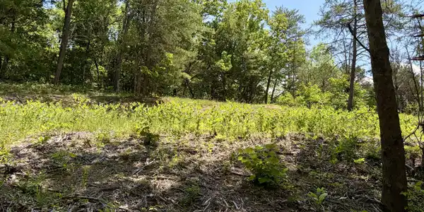 Image 3: IMG_8983