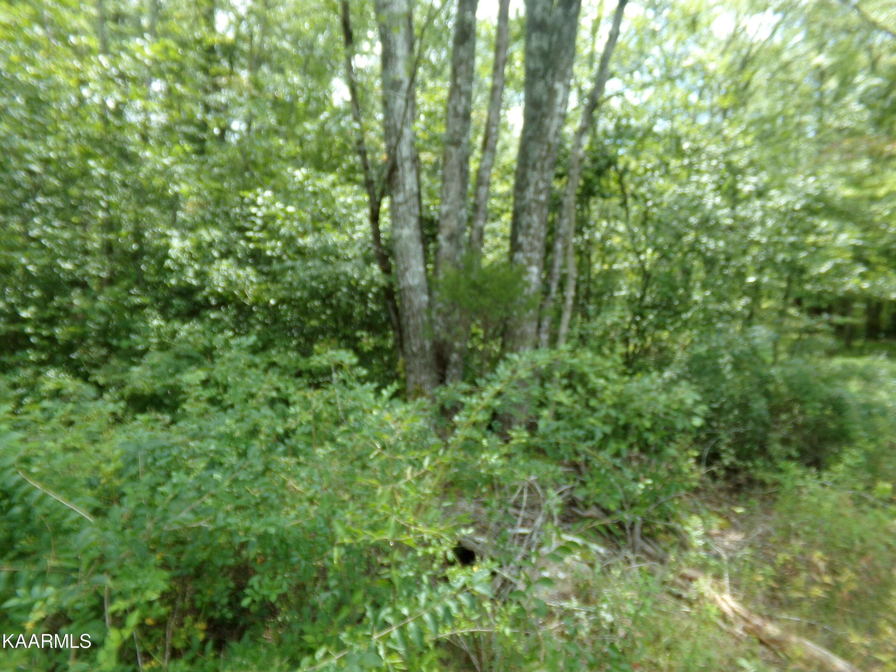 Image 2: 100_118Nice Trees0