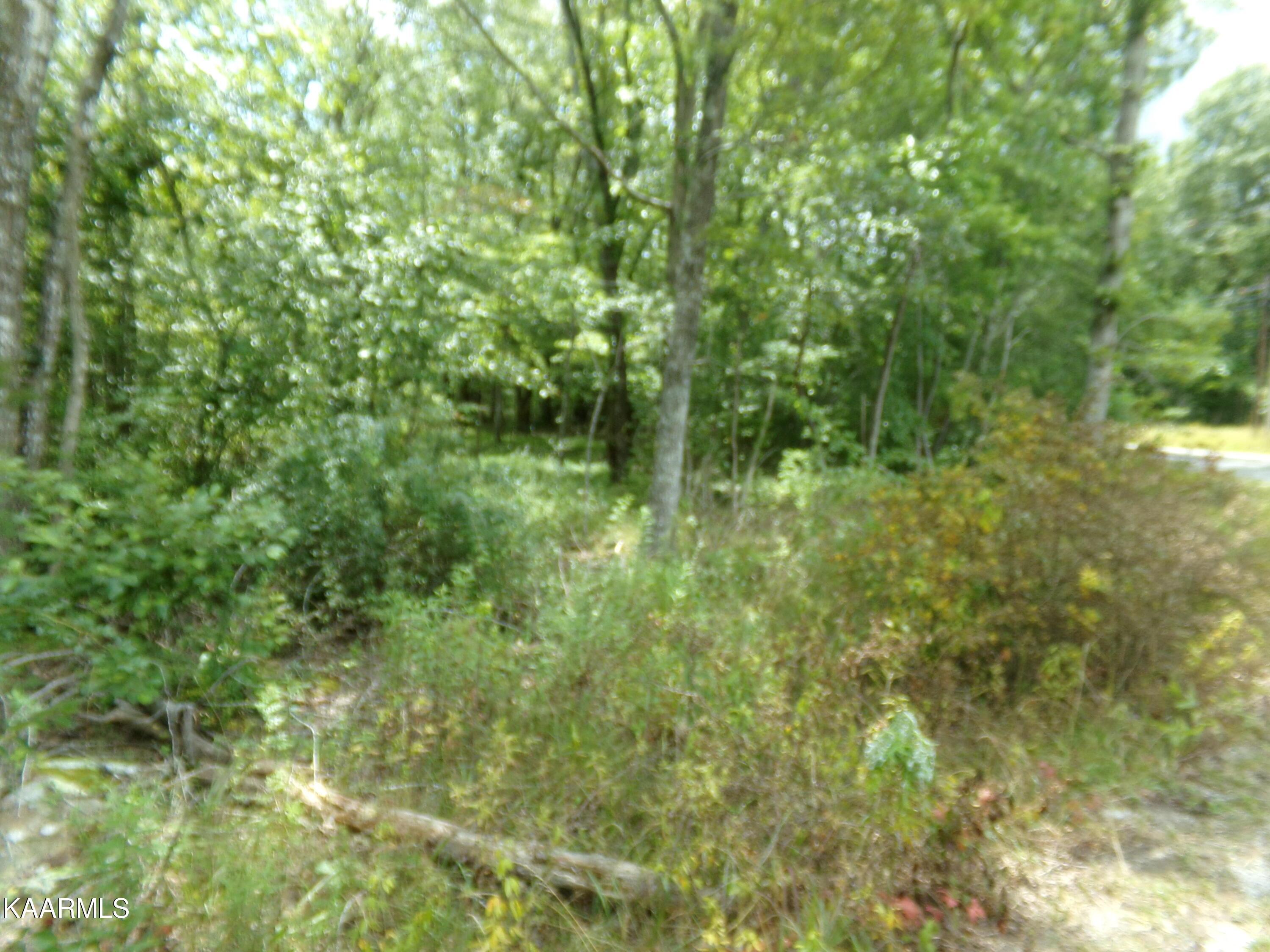 Image 3: Wooded Lot