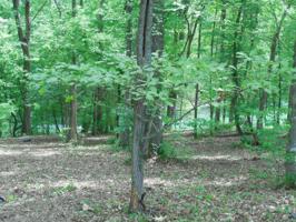 206 Amega Trace 10