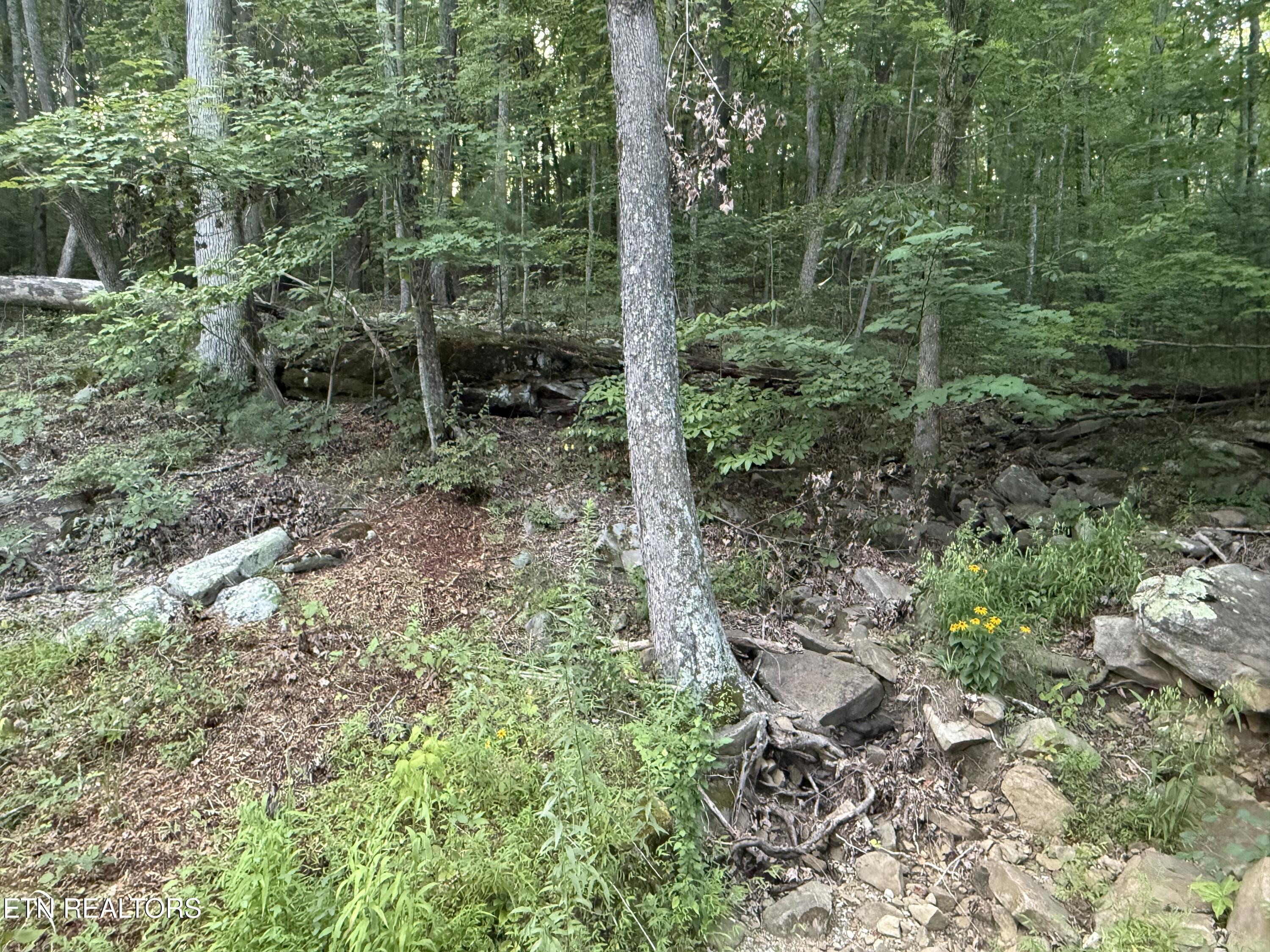 Image 4: IMG_5704