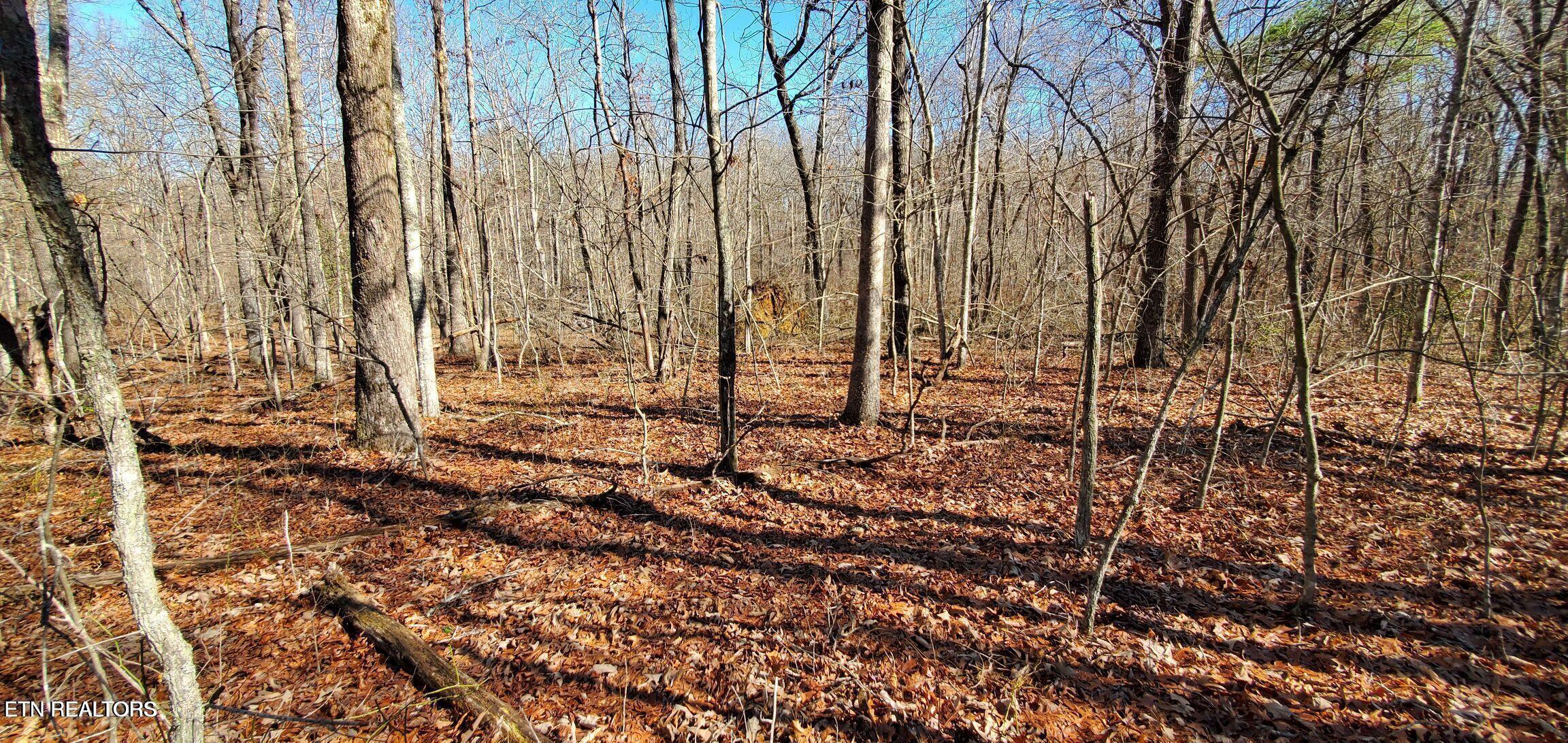 Image 3: Rhonda Road Photo 1