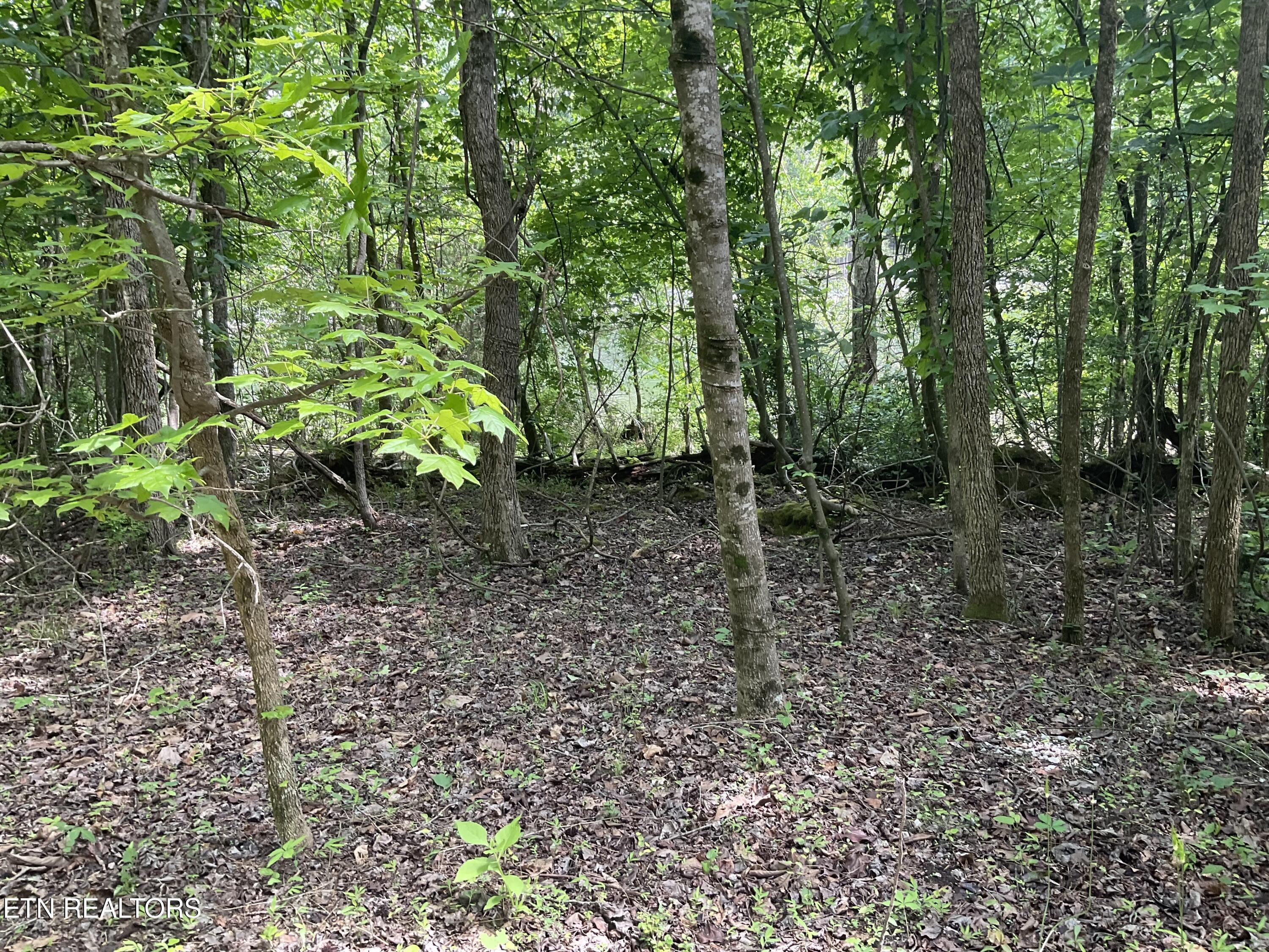 Image 3: IMG_0998