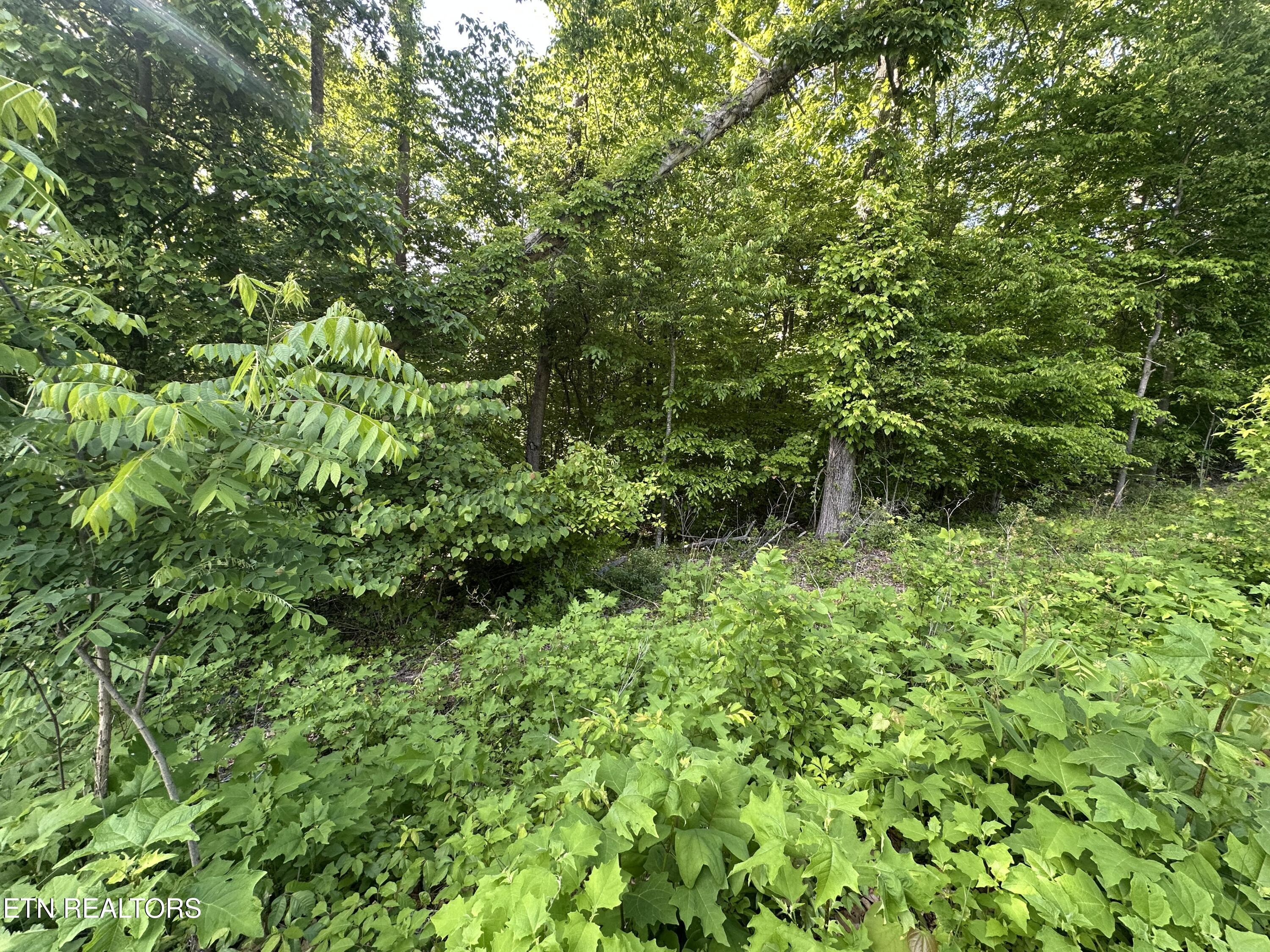 Image 4: IMG_2643