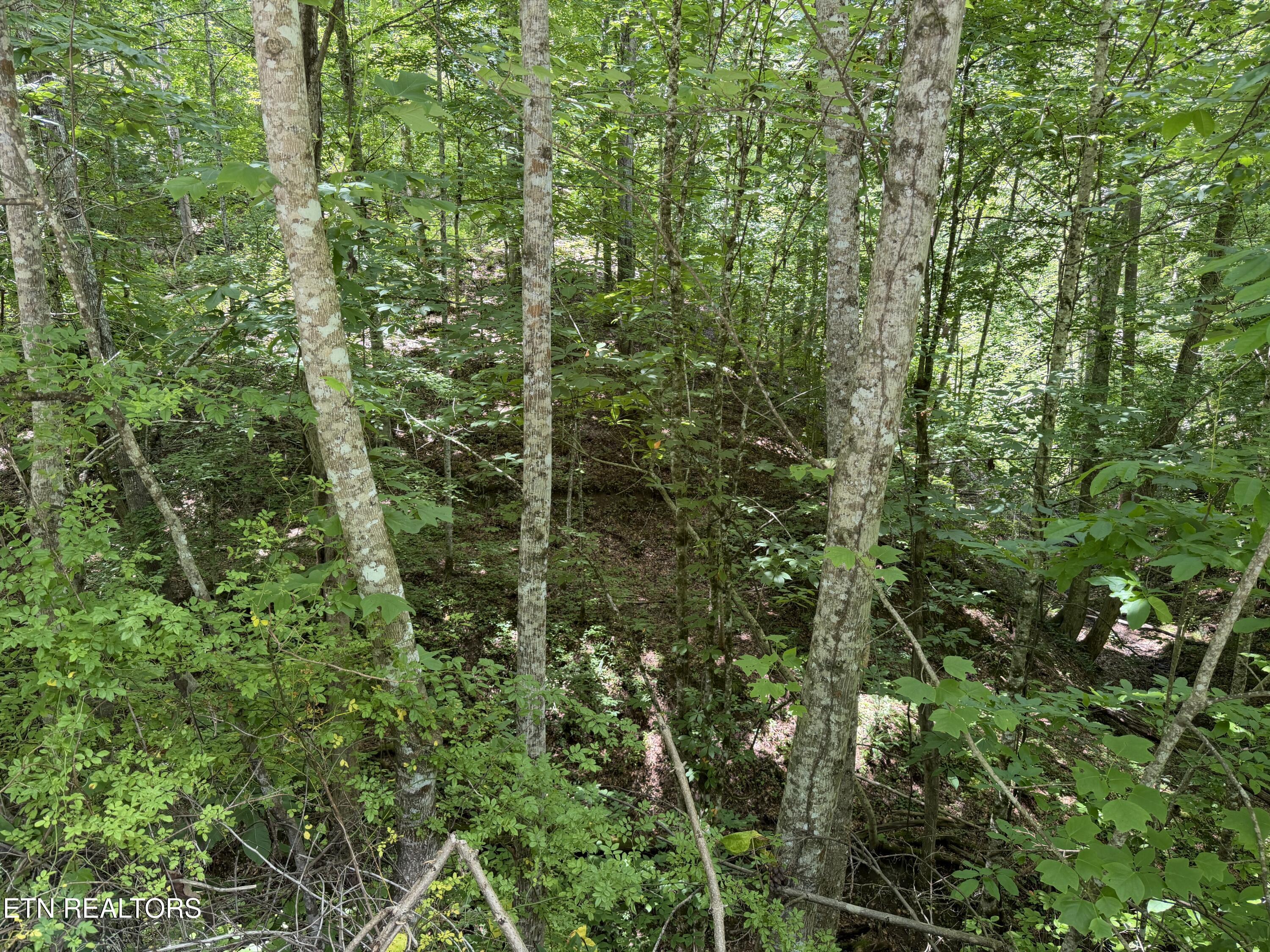 Image 4: IMG_3004 2