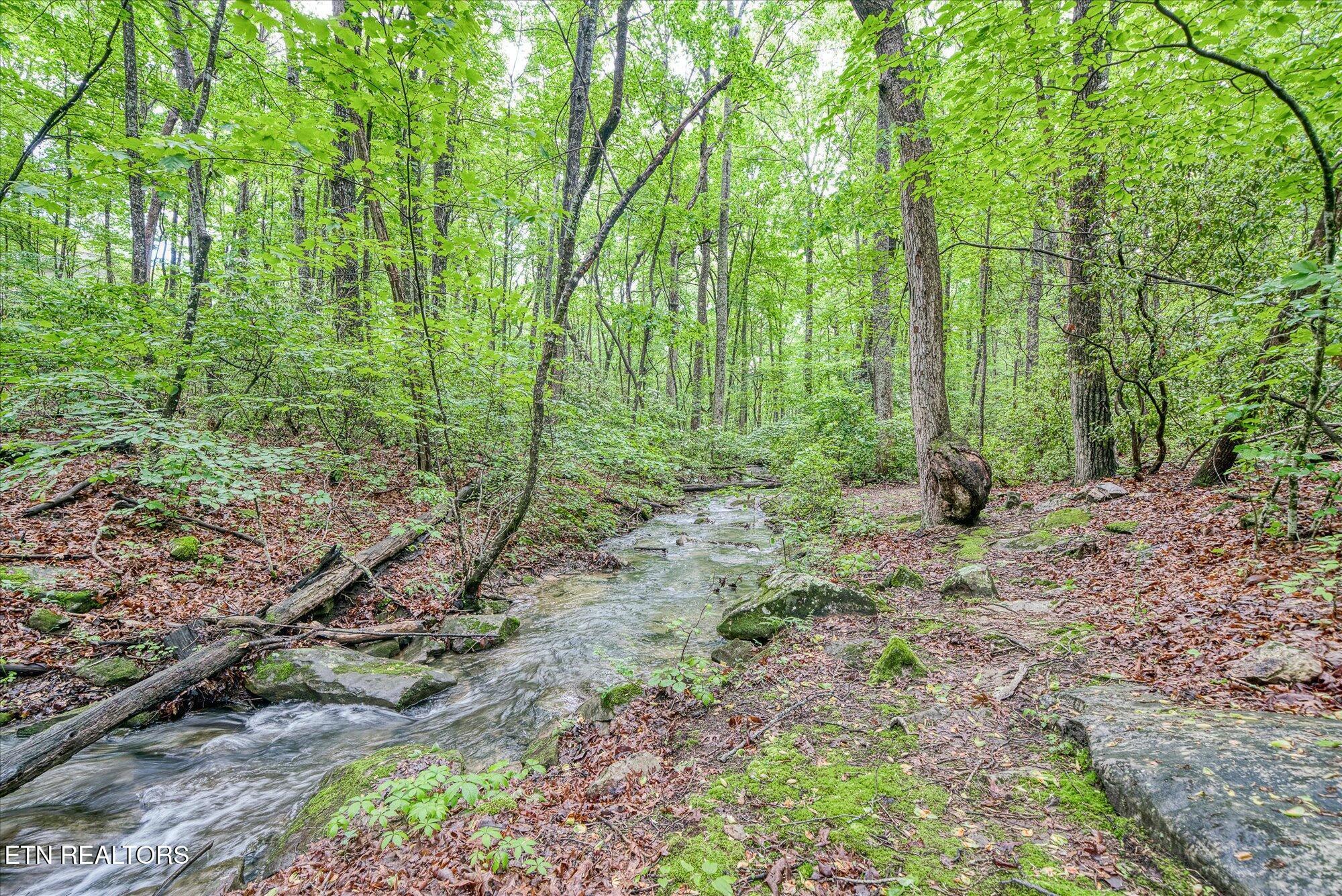 Image 3: Creek