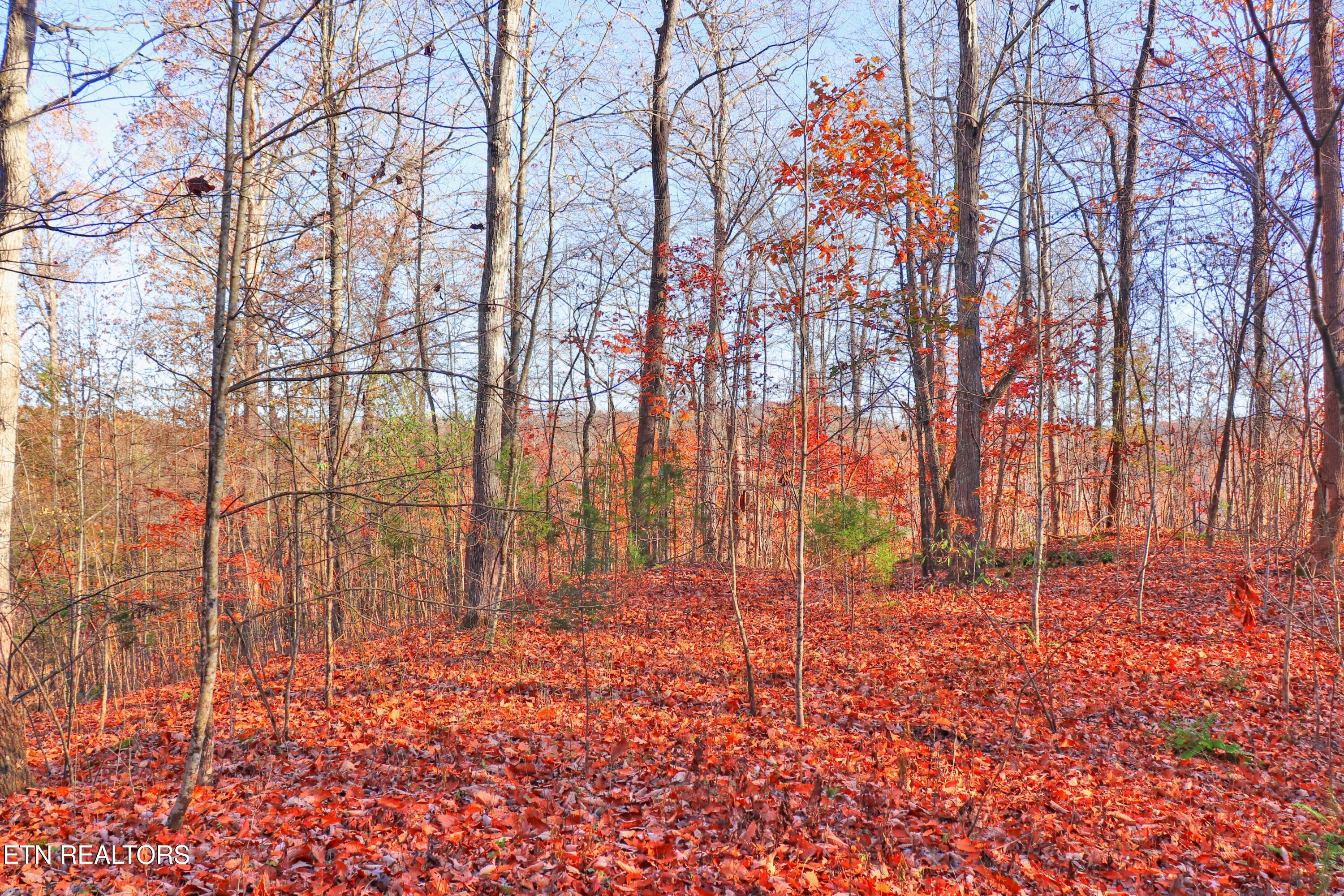 Image 3: Private & wooded