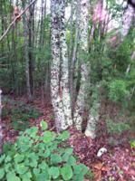 206 Old Citico Rd Lot 30  30