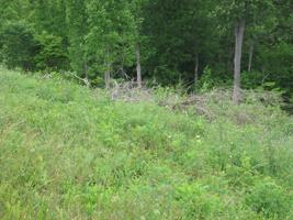 Lot 8 Cameron Loop Lane