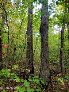 Laurel Loop