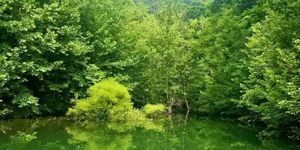 River Ridge Road Tract 1