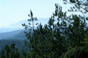 Tract 1&2 Scenic River Rd
