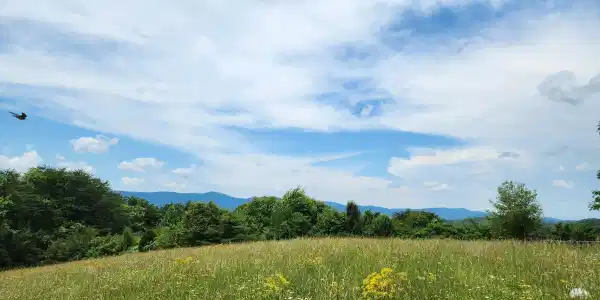 Hiwassee Drive