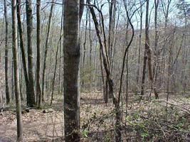 Lot 45 Walleye Point
