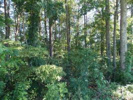 Lot 47 Mt. Vista Drive