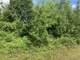 Lot 30 W Walelu Tr