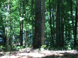 159 Pineridge Loop 36
