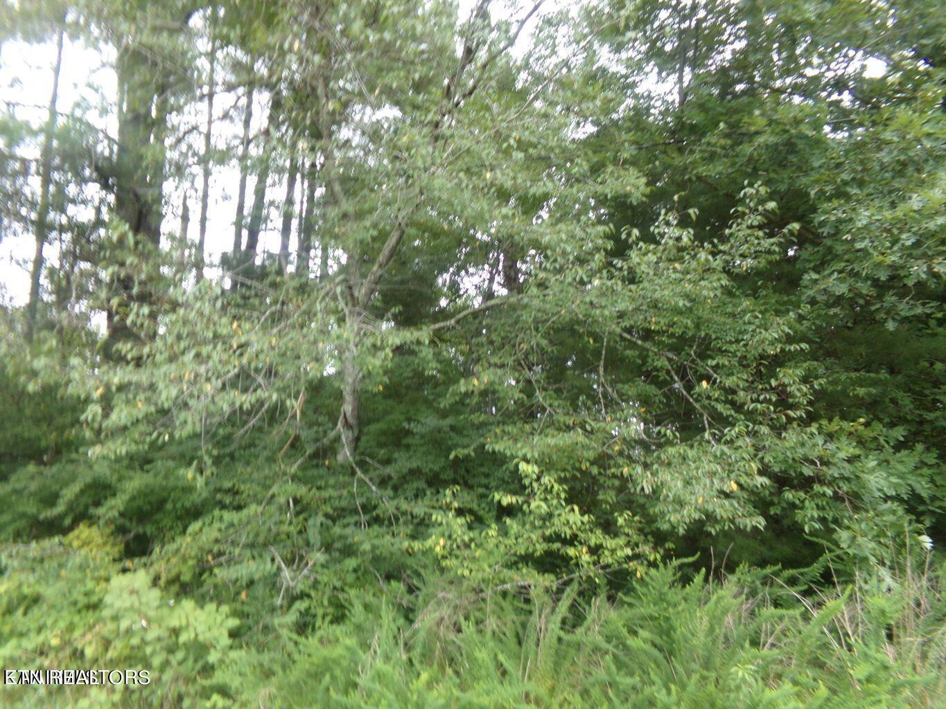 Image 2: Wooded Lot