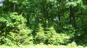 Lot 16 Redbird Lane Cherokee Cove Estates