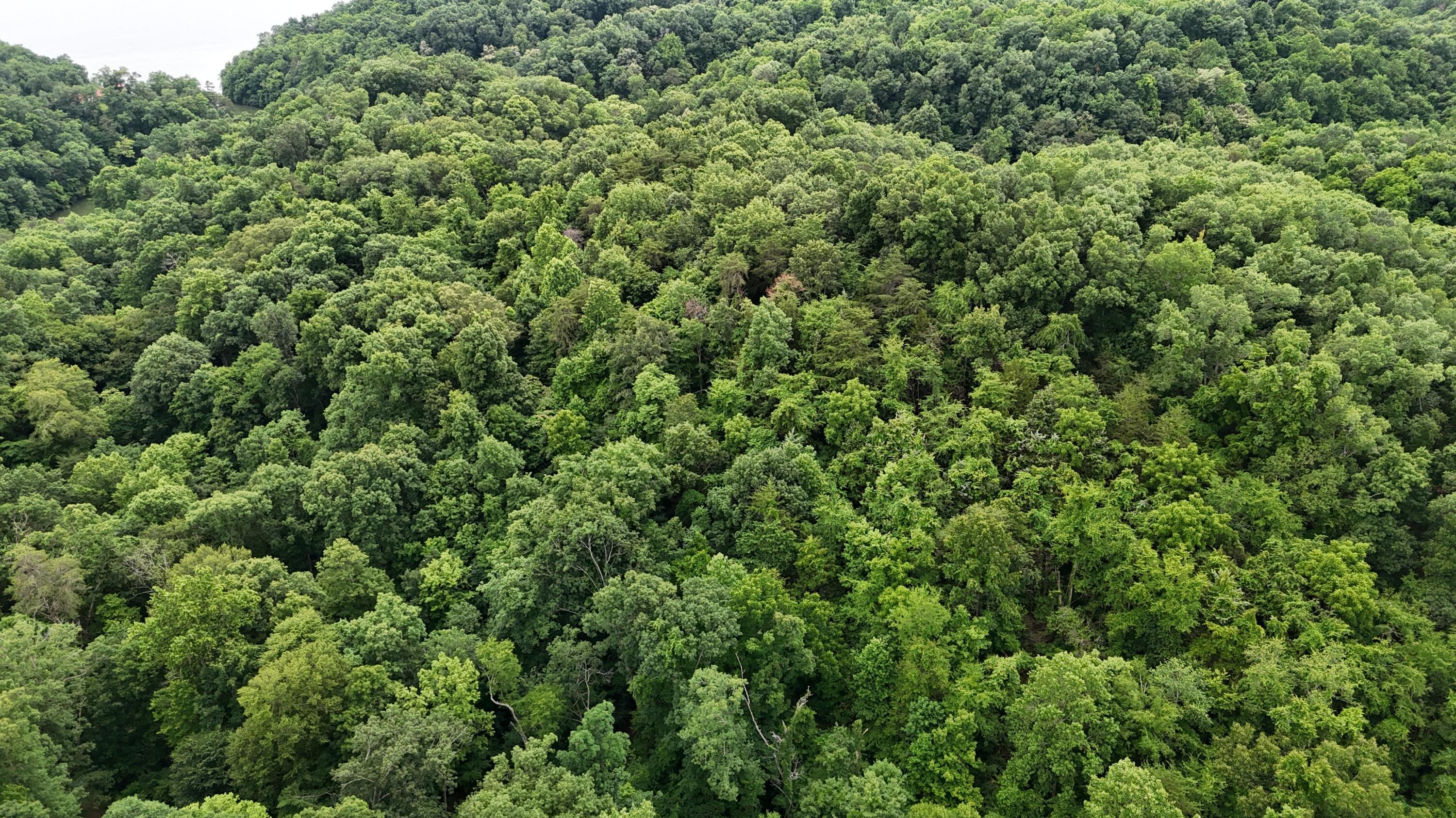 Image 2: dji_fly_20250609_164814_0424_17495020656