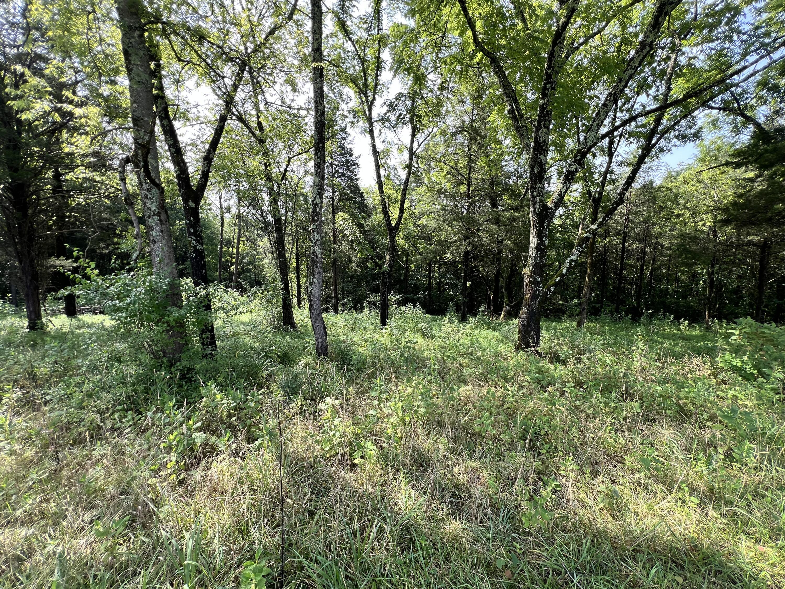 Image 4: From road - Partially wooded