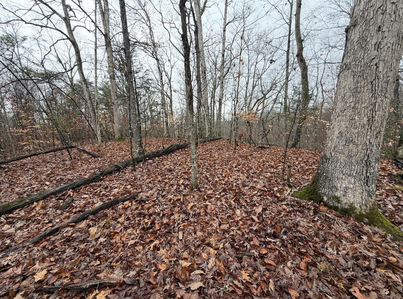 Image 2: IMG_0703