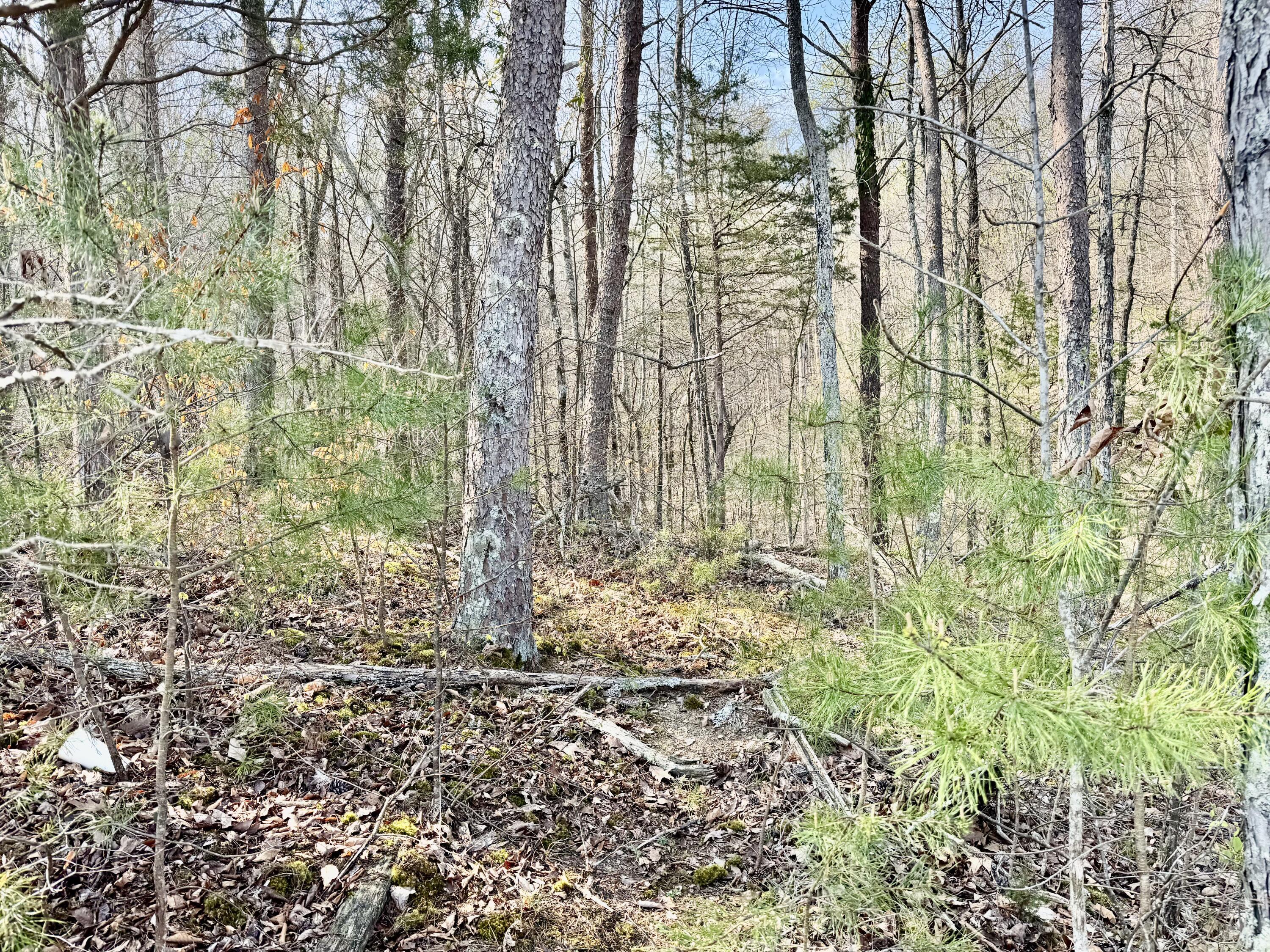Image 4: IMG_5706