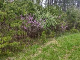 Lot 20 Lakewood Forest Road