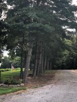 Lot 7 Lorel Dunbar Road