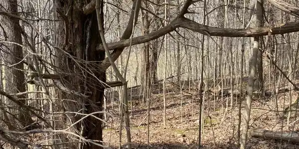 Lot 19 North Fork Road