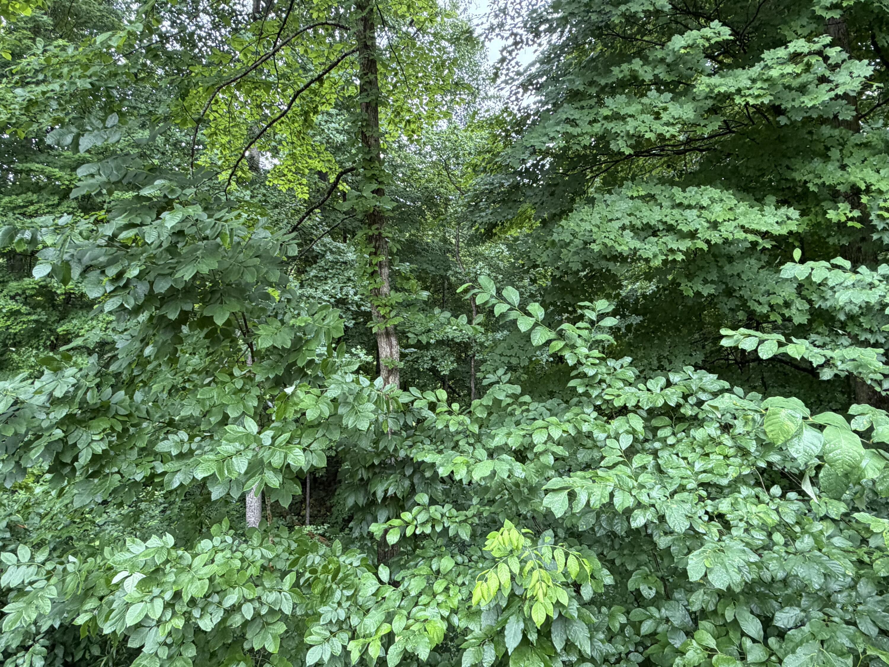 Image 3: IMG_0386