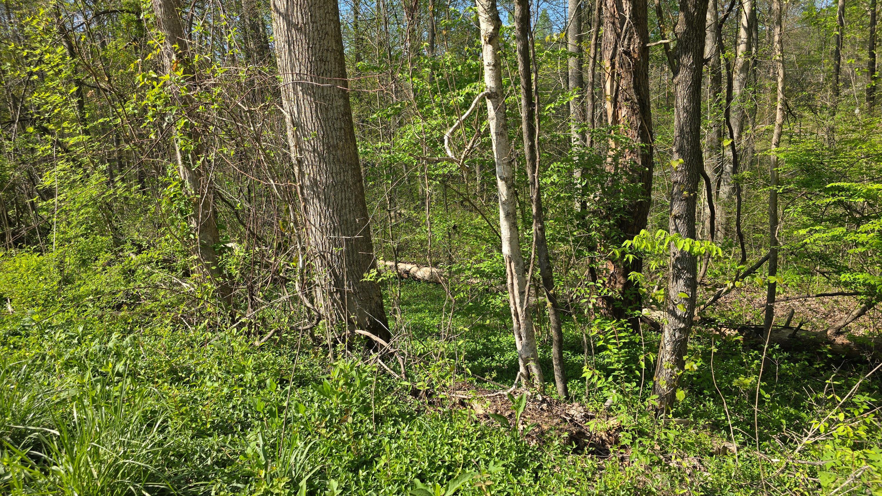 Image 2: Suncrest2