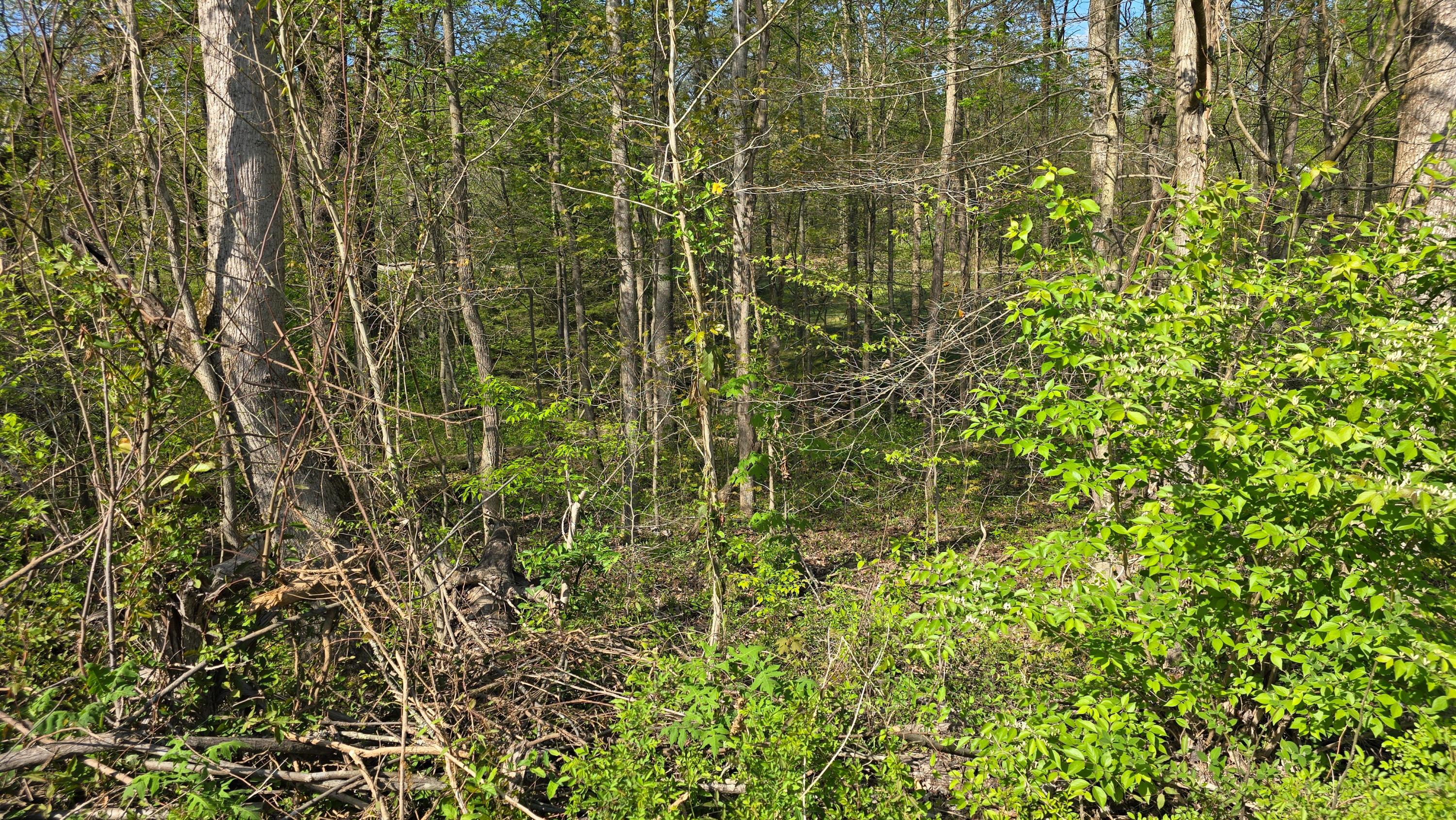 Image 3: Suncrest3