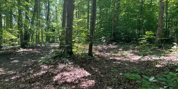 13 Woods of Wolf Creek