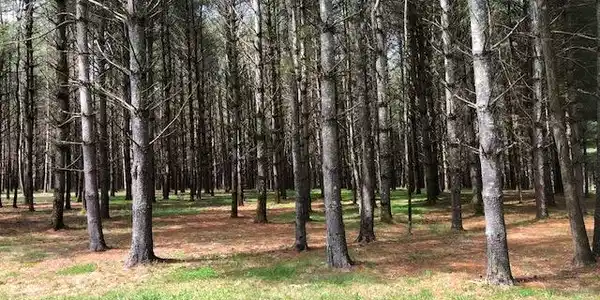 Lot 65 Lakeshore Drive