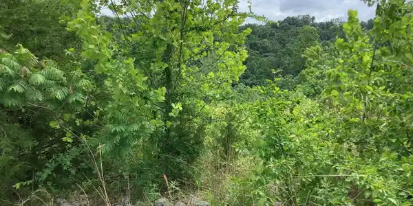 Lot 19 Gracewood Drive