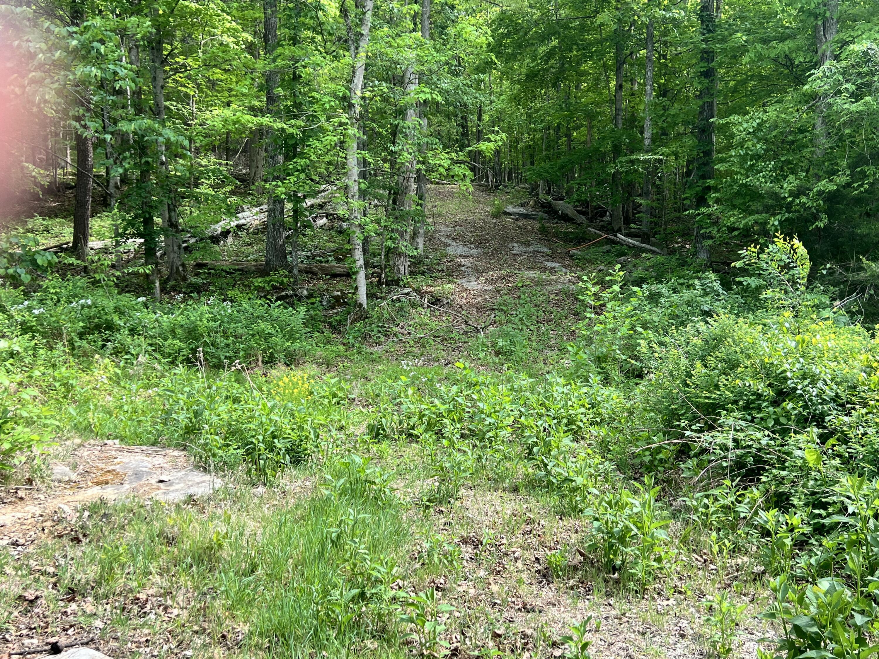Image 2: IMG_9410