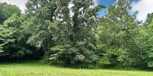 Image 4: 700 beechw00d
