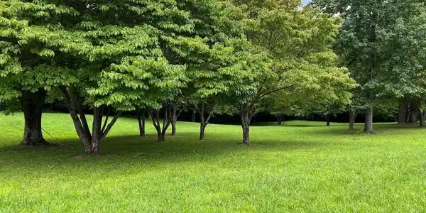 Lot 22&23 Cherry Loop