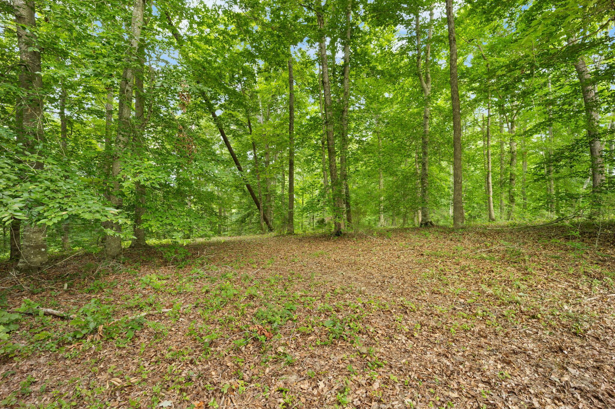 Image 4: 5-web-or-mls-542A3970